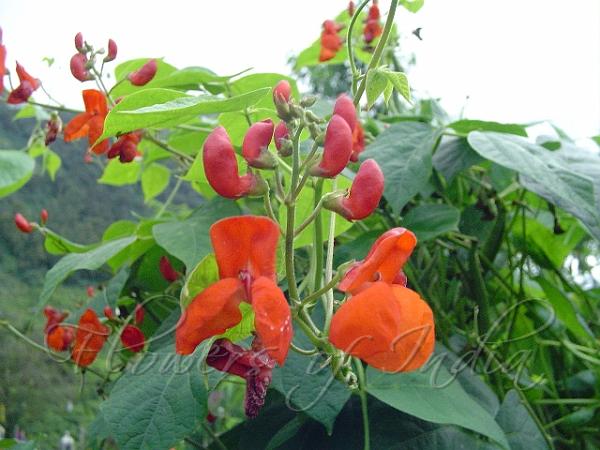 Scarlet Runner Bean